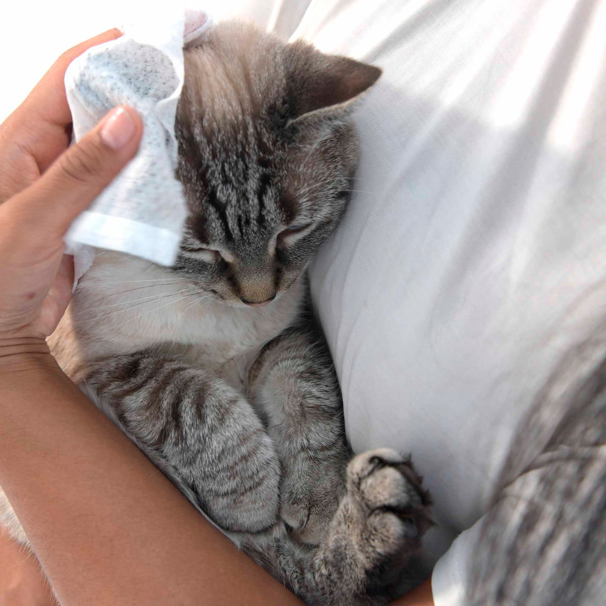Shavelo - Pet Wipes